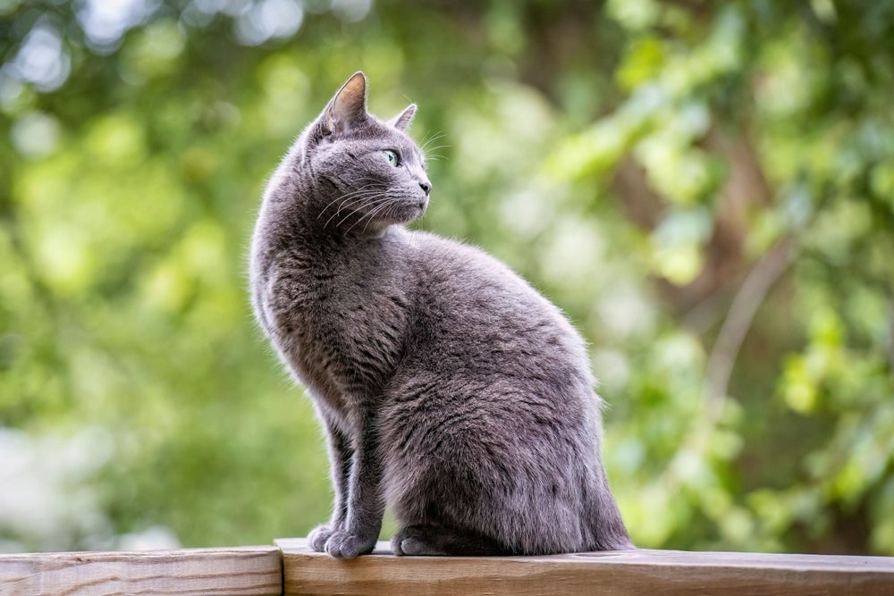 O gato Azul Russo precisa de estímulos físicos e mentais e uma alimentação adequada