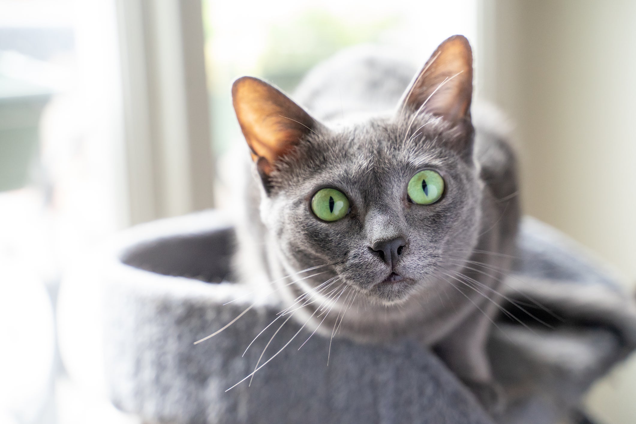 O pelo do gato Azul russo é denso, mas não se desprende com facilidade