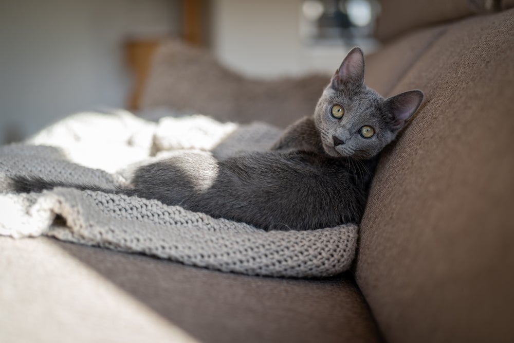 O gato Azul Russo é uma das raças de gato que apresenta a rara coloração cinza nos pelos