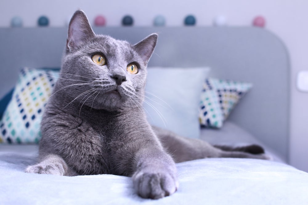 Gatos para pessoas alérgicas: a raça Azul Russo é ótima opção