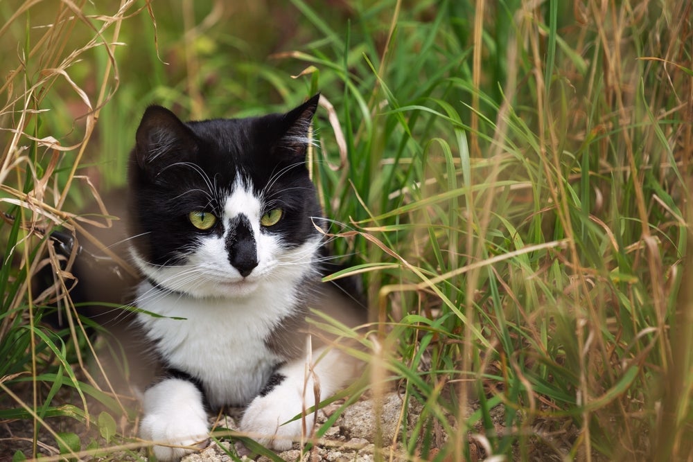 Os gatos frajolas são agitados e podem fugir de casa para buscar diversão 