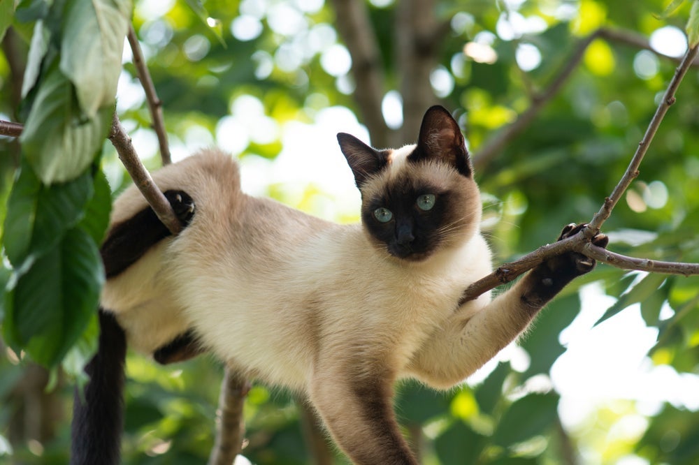 Simpáticos e extrovertidos, os gatos siameses podem ser bagunceiros