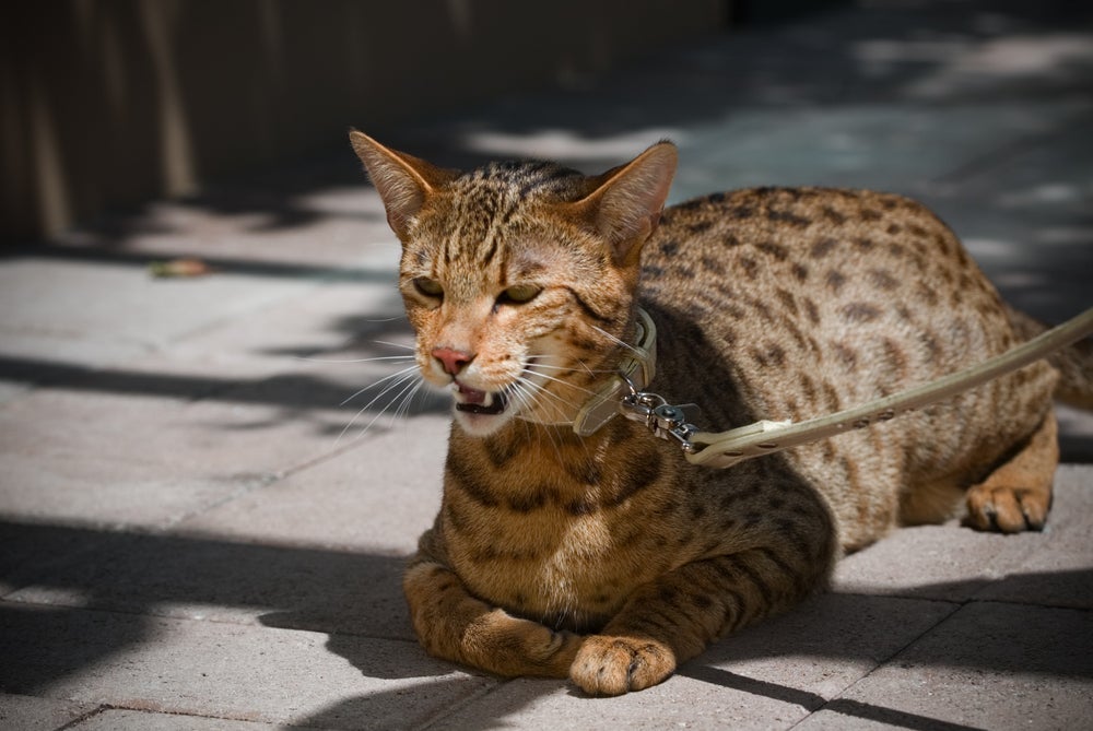 O gato Savannah tem traços de gatos selvagens e domésticos 