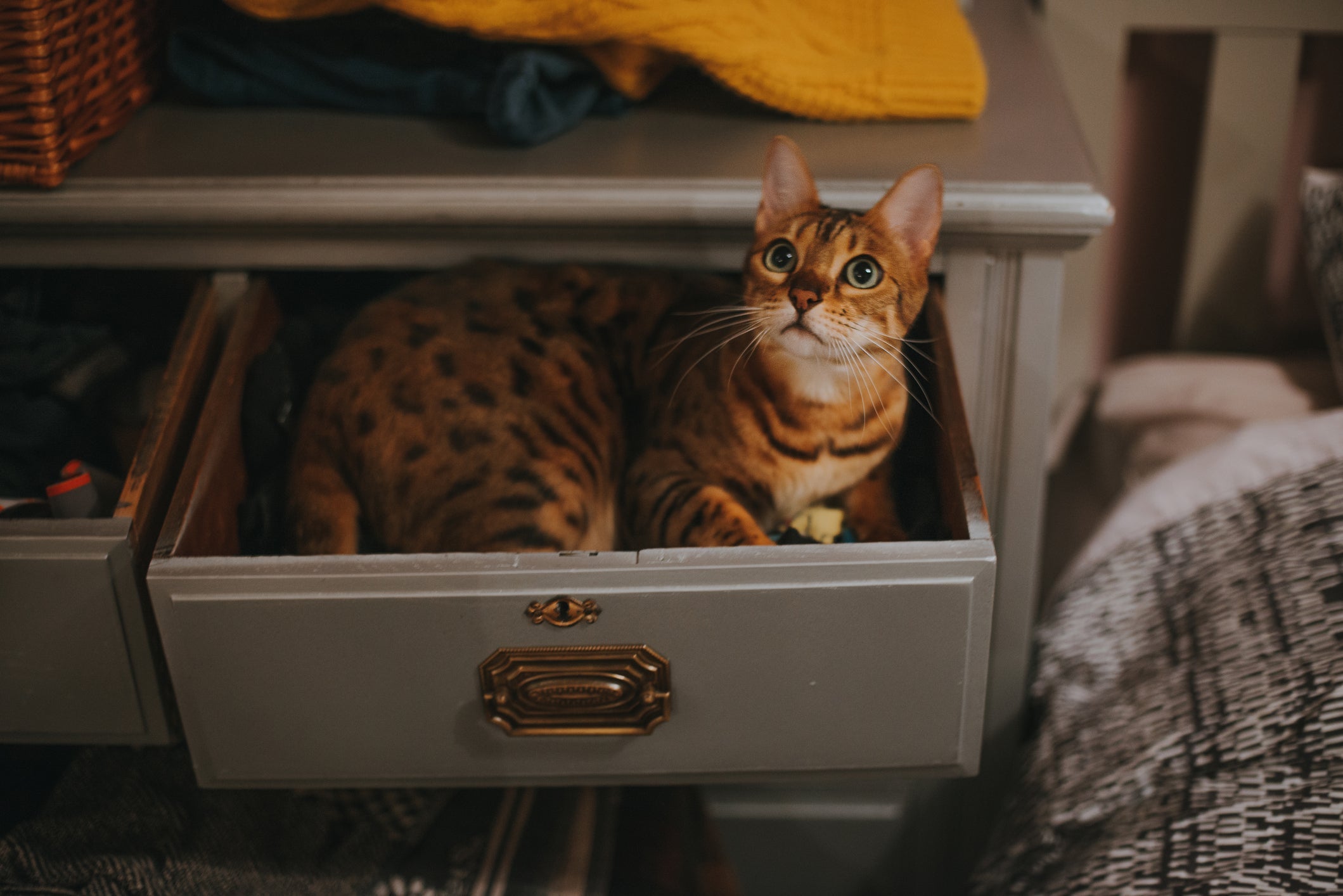 O gato Bengal apresenta comportamentos parecidos com os de um cachorro 