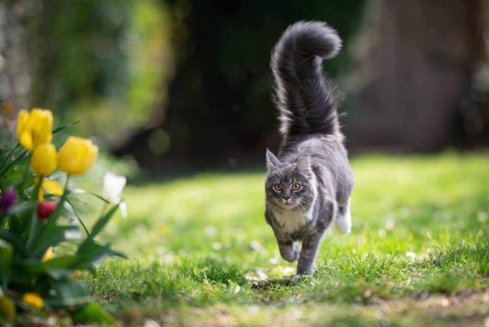 O rabo do gato balançando devagar costuma ser um sinal de atenção extrema