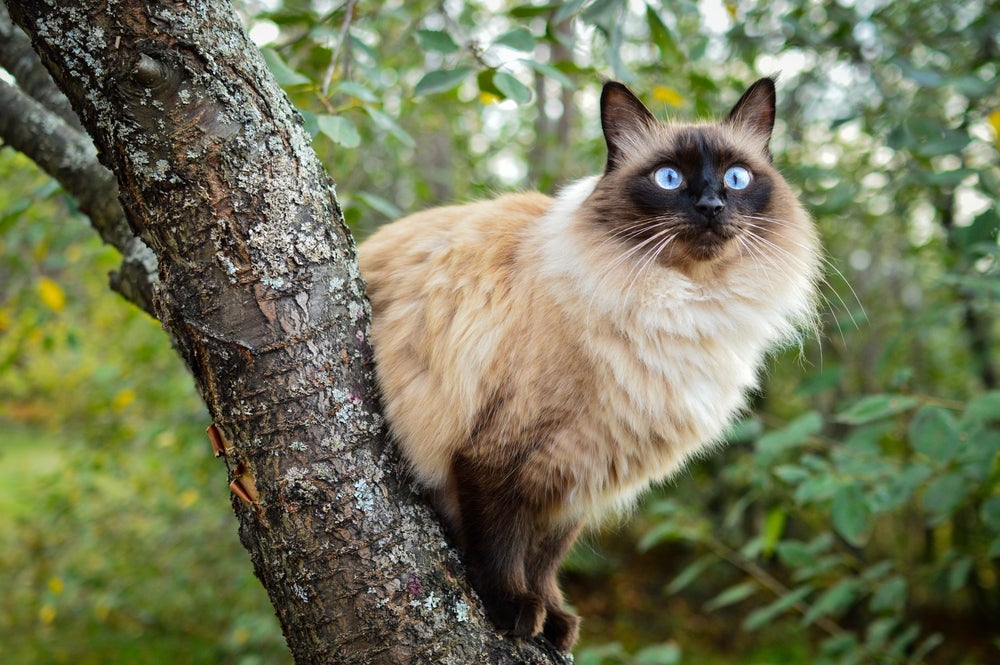 O gato Balinês pode viver cerca de 22 anos