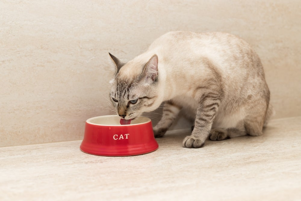 Gato bebendo muita água pode indicar alguma alteração no funcionamento dos rins