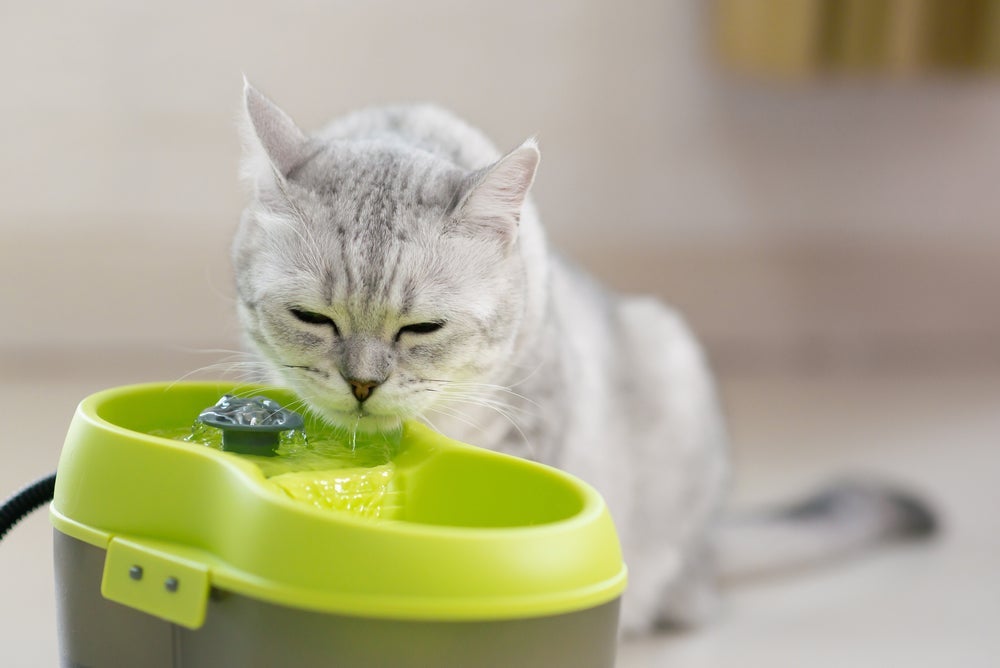 O gato bebendo água excesso nos dias quentes ou depois de brincar e se exercitar é super normal