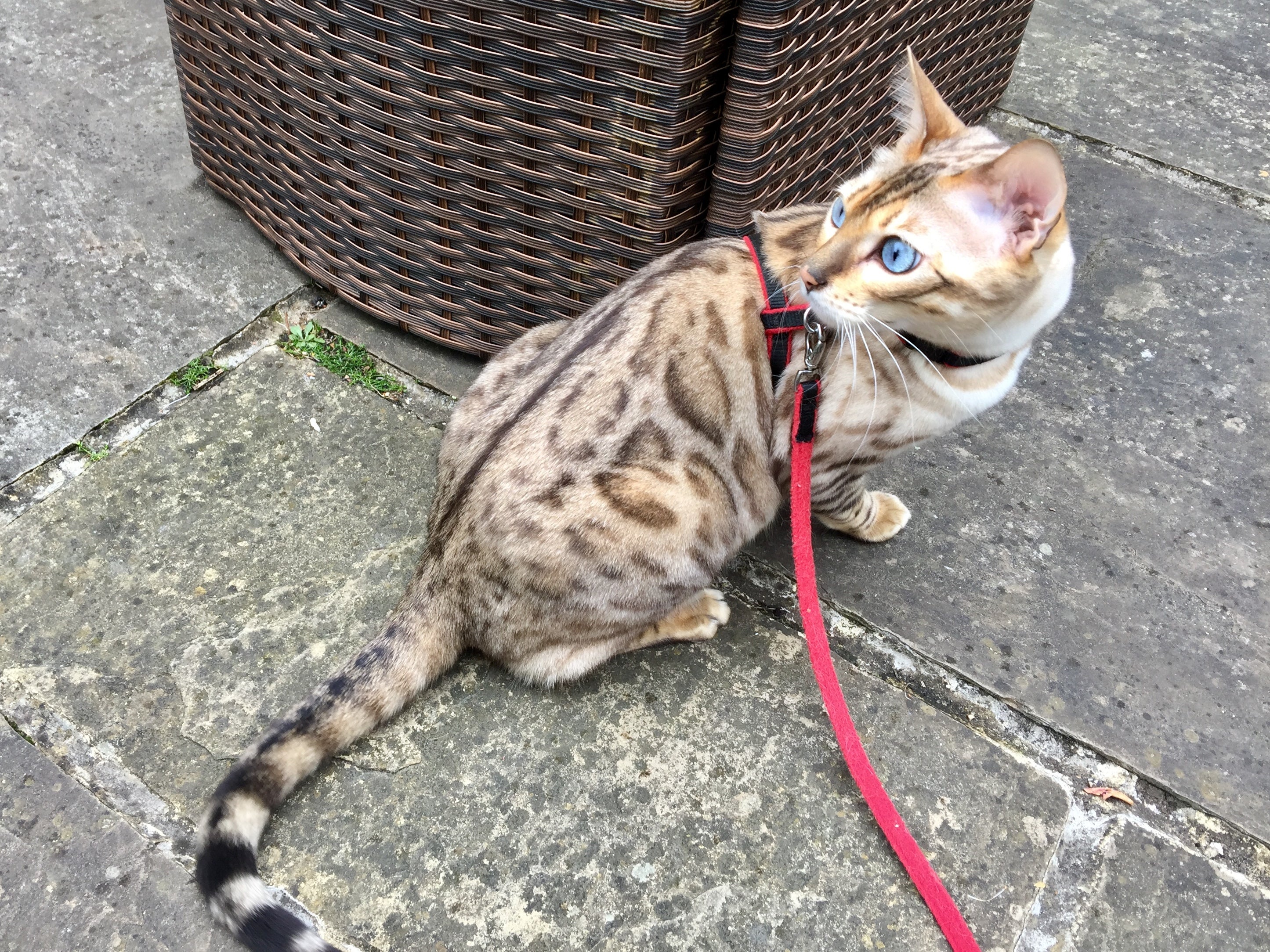 O gato Bengal é extremamente ativo e esperto