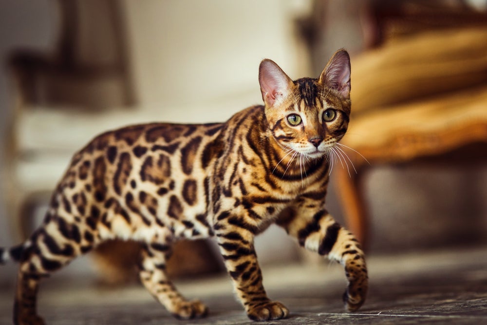 Os gatos Bengal são considerados os mais inteligentes do mundo.