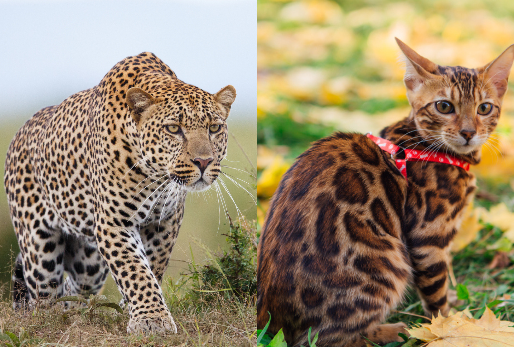 As manchinhas na pelagem do gato Bengal são semelhantes as de um leopardo