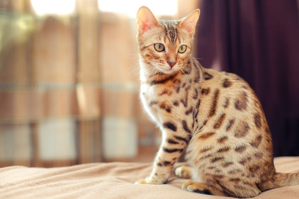 O Gato-de-bengala é independente e amoroso ao mesmo tempo