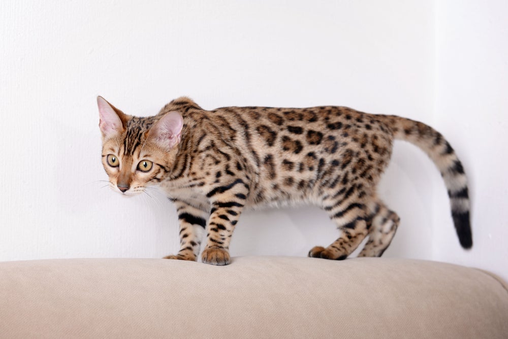 O ancestral do gato Bengal é o leopardo