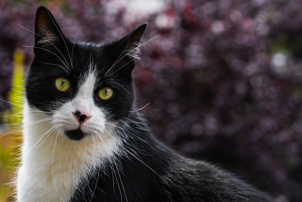 O gato frajola é bicolor e tem um temperamento mais agitado