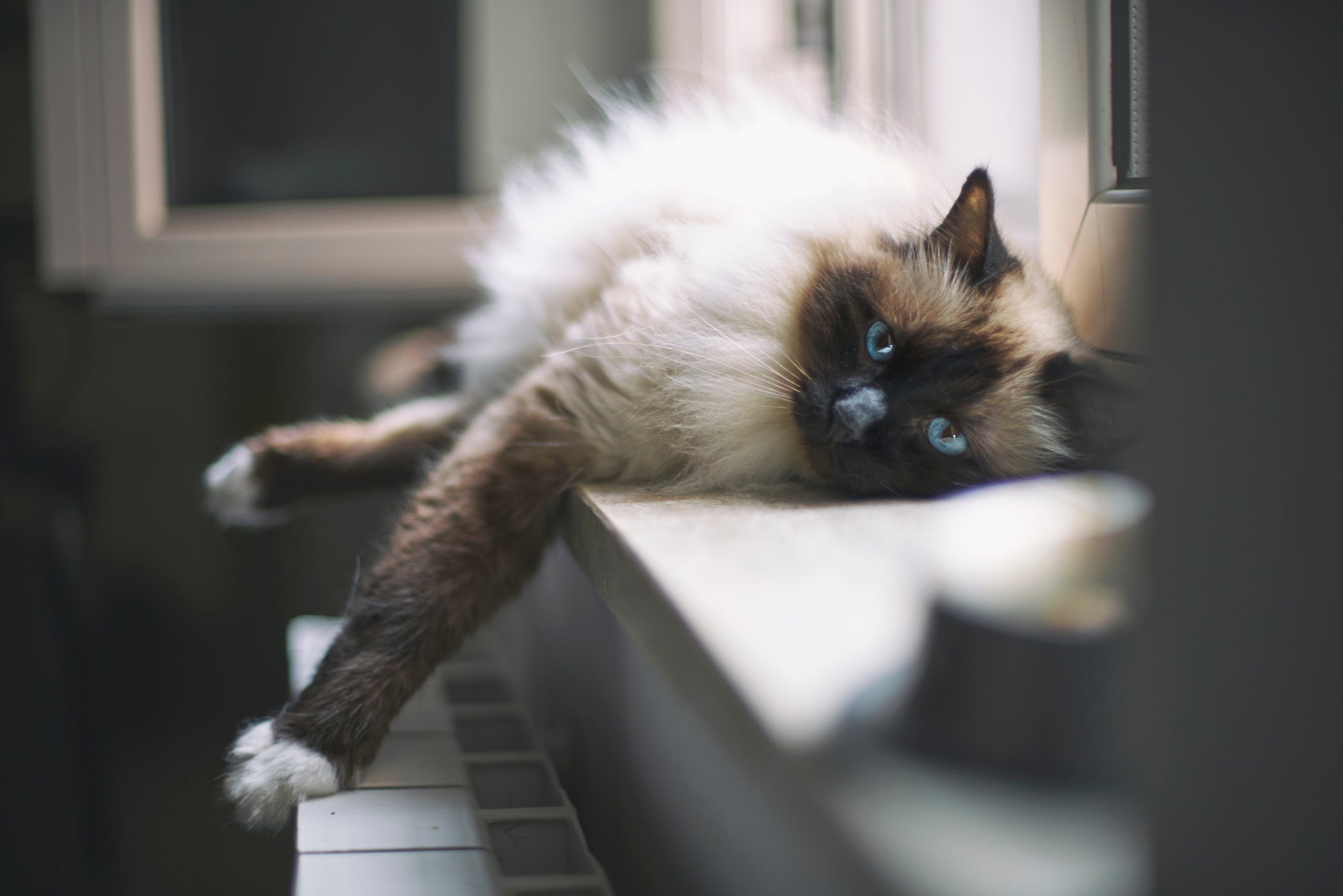 A raça Birmanês é um gato dócil que adora chamar a atenção para ganhar carinho