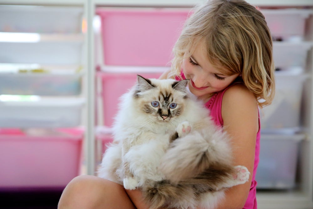 O Gato Birmanês tem o temperamento tranquilo e amoroso