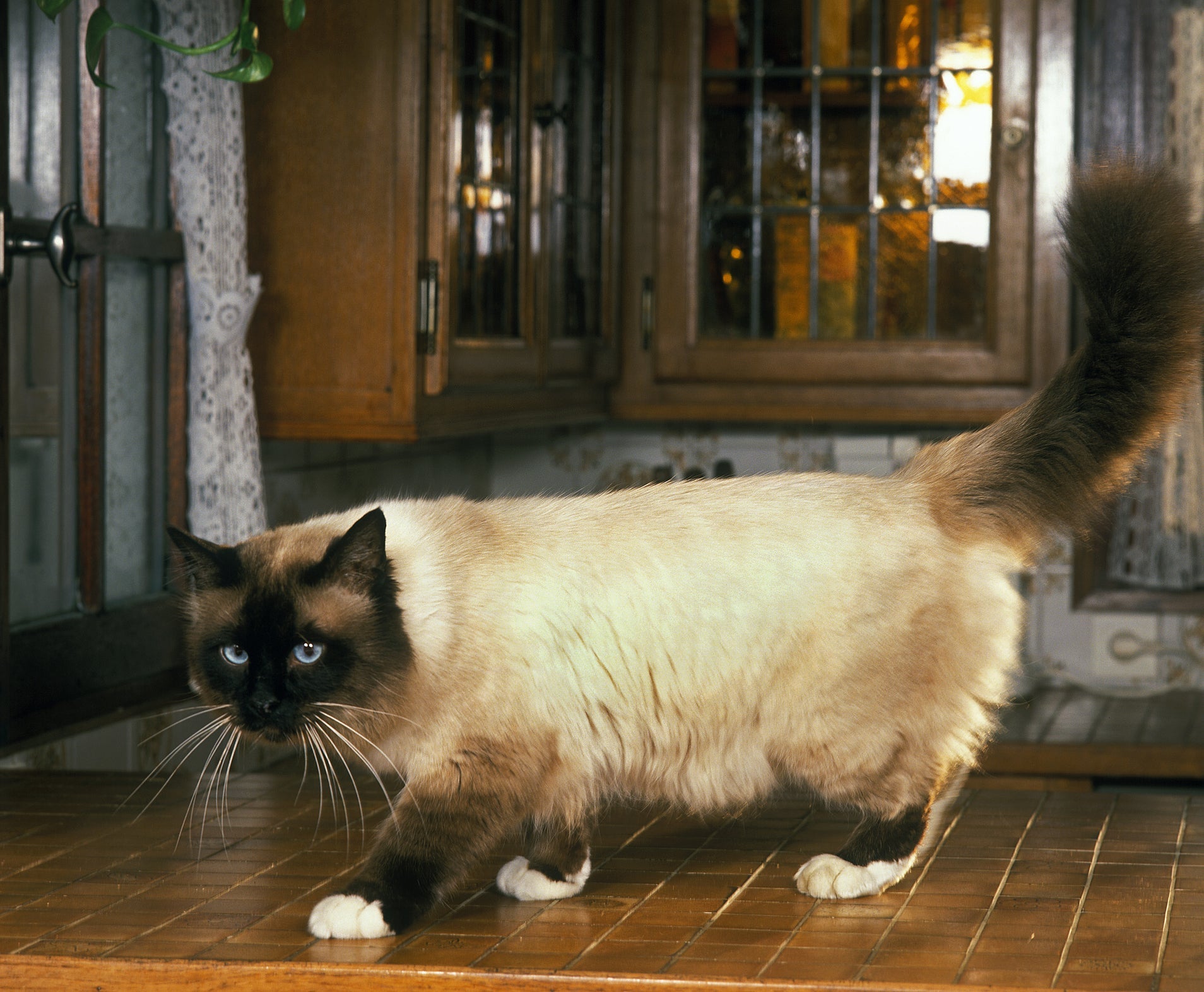 O Sagrado da Birmânia é uma das raças de gato que vivem mais tempo