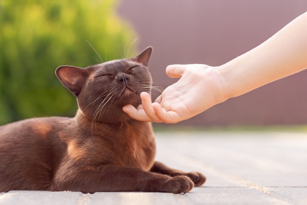 Gato Birmanês: ser sociável é uma das principais características da raça
