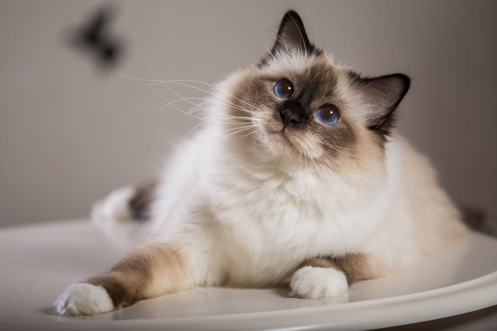 Expectativa de vida de um gato Sagrado da Birmânia é de até incríveis 25 anos