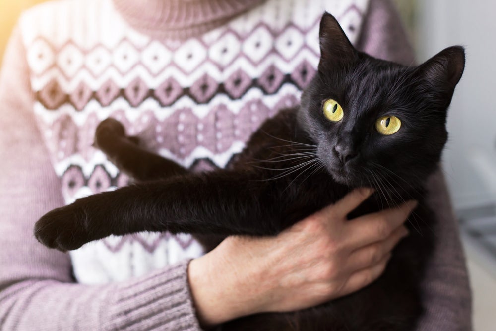 O gato Bombaim gosta de observar o dono ao longo do dia 