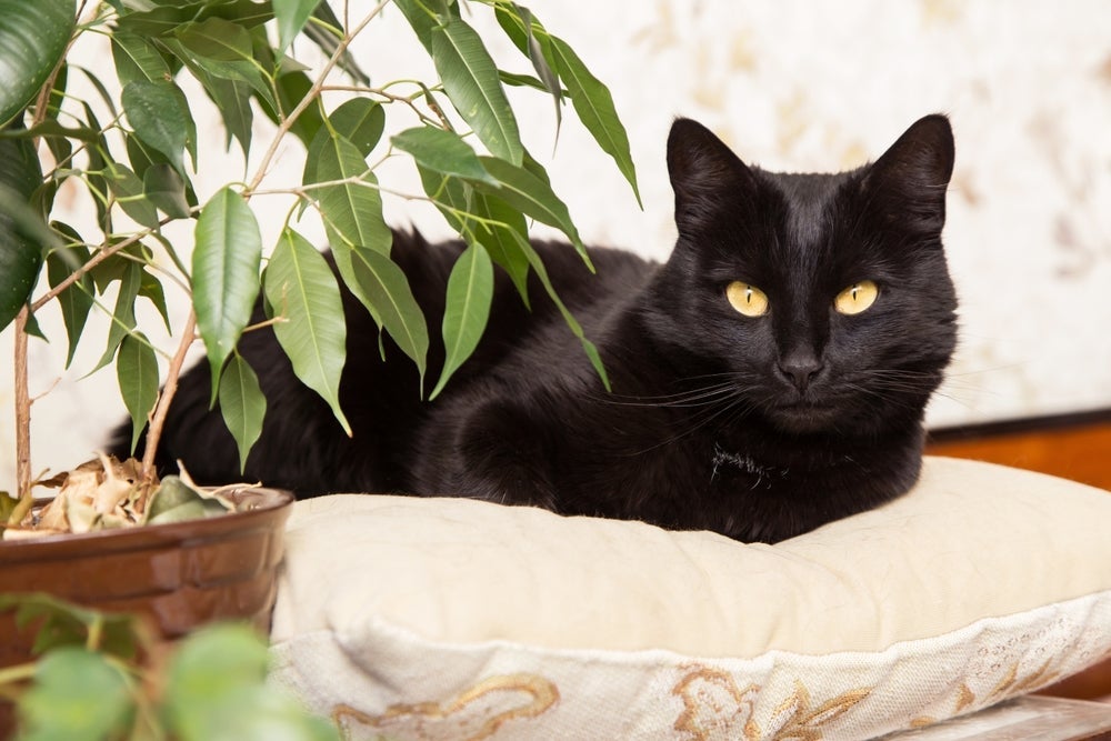 O gato pantera é explorador por natureza e adora ser estimulado com brincadeiras