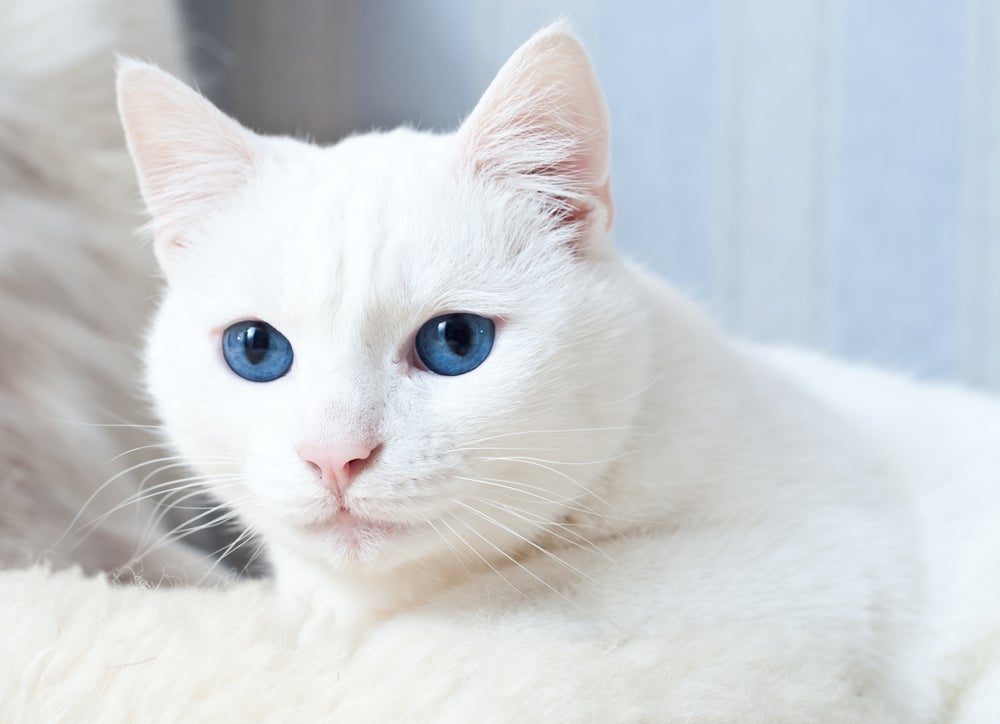 Gato branco de olho azul possui uma probabilidade maior de ter problemas auditivos, como a surdez.
