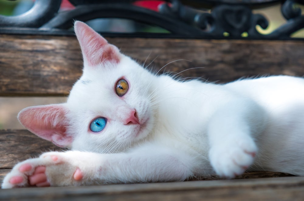 O gato branco com heterocromia também pode nascer surdo