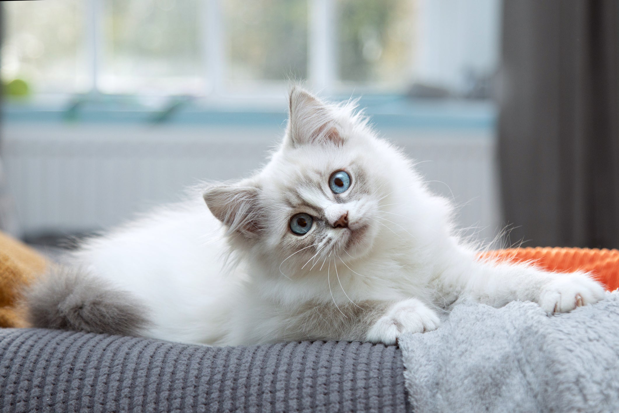 O gato branco de olho azul normalmente desenvolve surdez em algum momento da vida