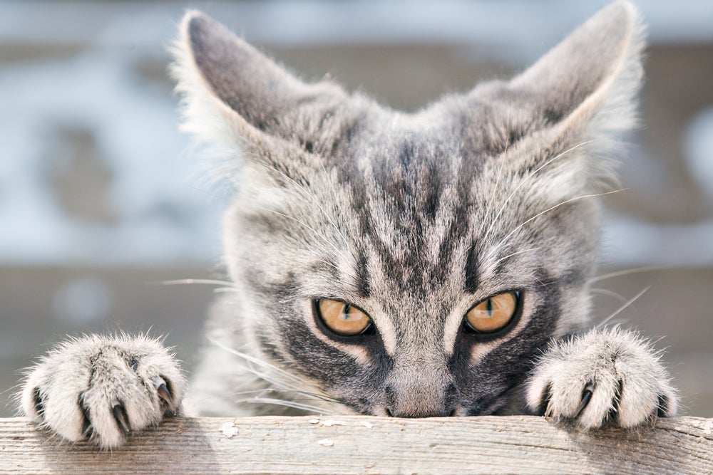O gato bravo deixa as presas à mostra na tentativa de intimidar