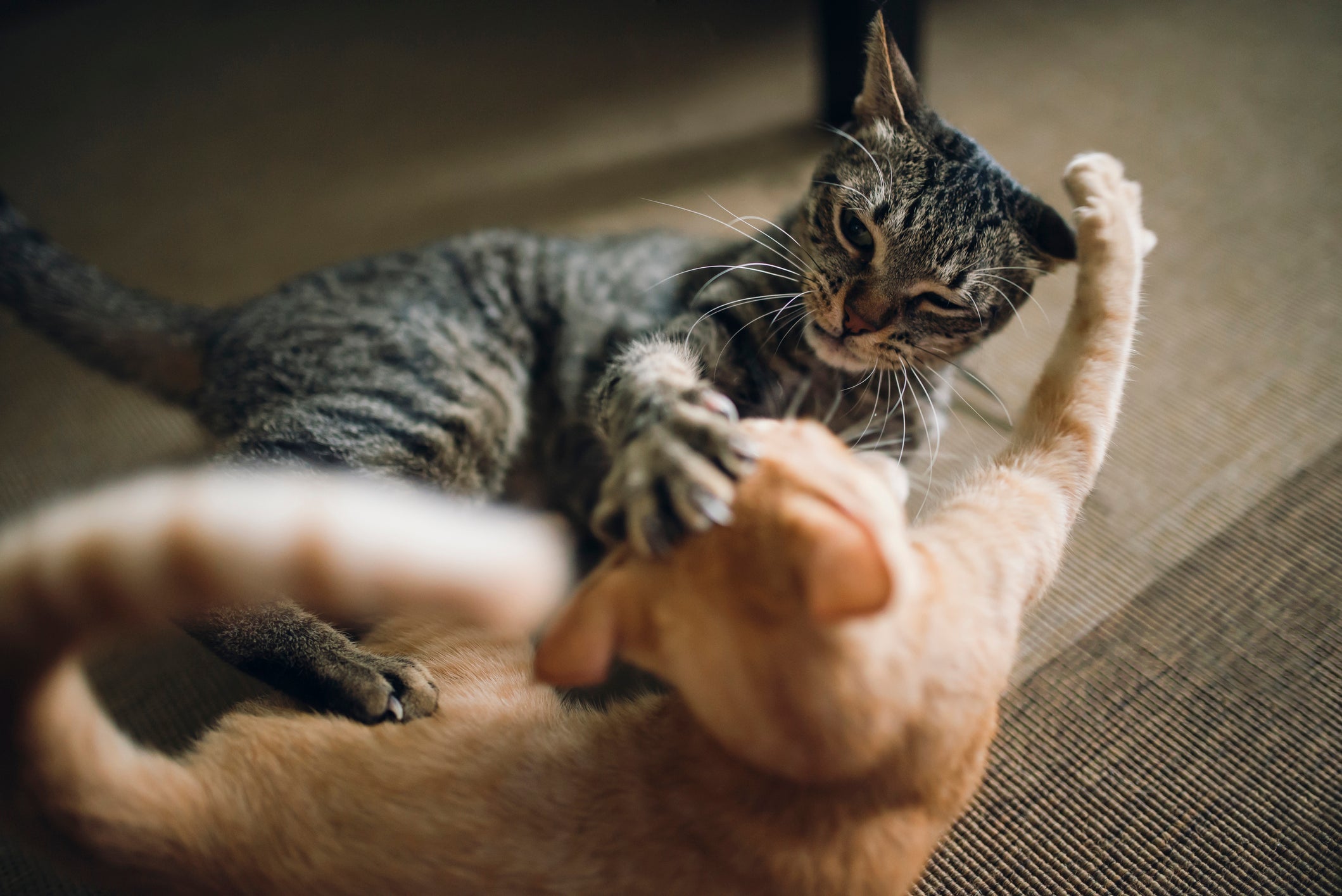 A briga de gato pode ser originada por diferentes motivos