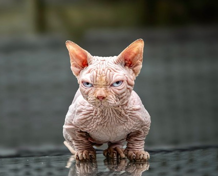 O gato Bully XL tem uma saúde muito frágil (Créditos: Instagram/@bullycatsuk)
