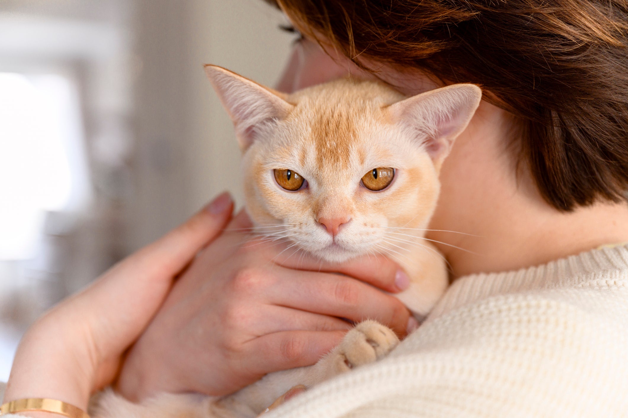 Apesar de menos comum, a pelagem na cor champanhe é uma das variações do gato Burmês