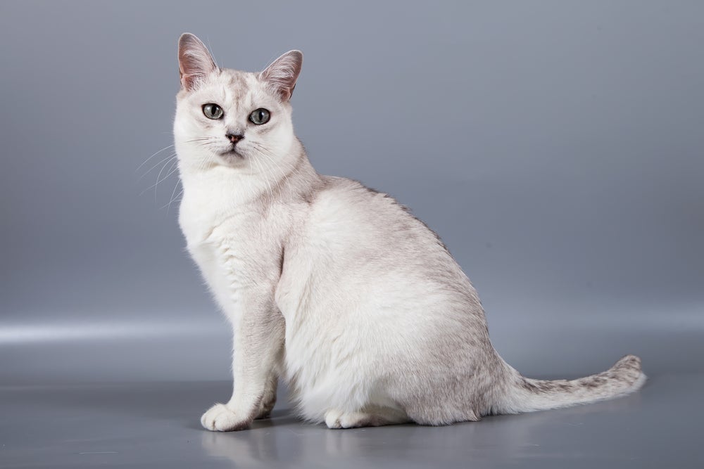 Gato Burmilla: a raça recente de felinos geralmente tem os pelos brancos, mas pode apresentar manchas