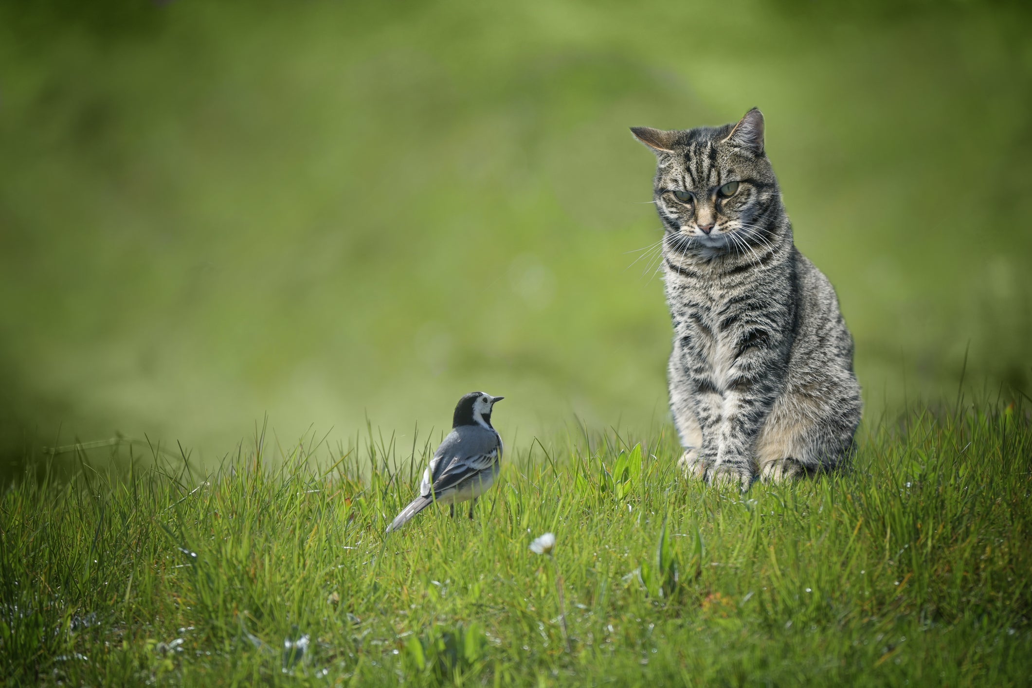 Gato caçador: apesar de fofos, os gatos estão sempre atentos para pegar um passarinho
