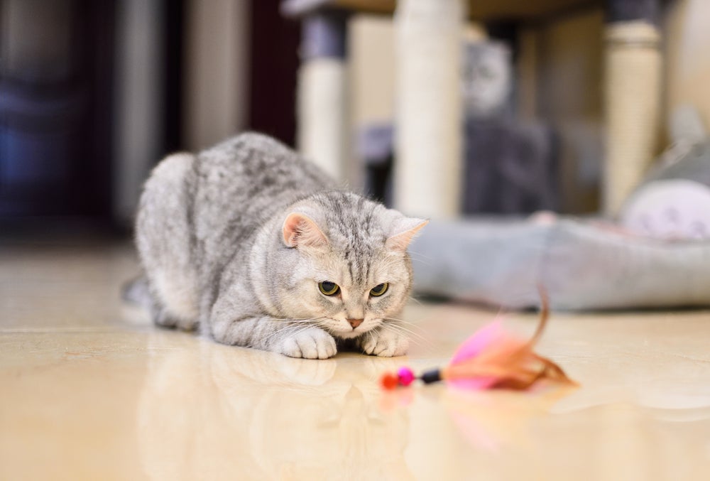 Gato caçador: alguns brinquedos e acessórios podem ajudar a estimular os instintos do animal