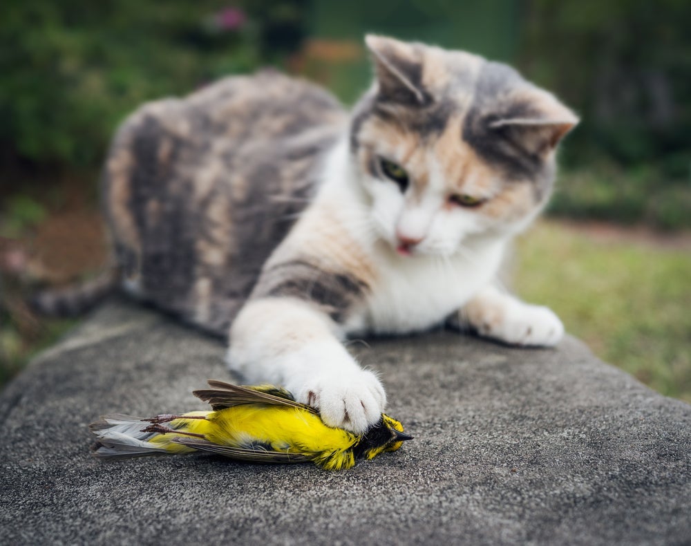 Os felinos são predadores por natureza
