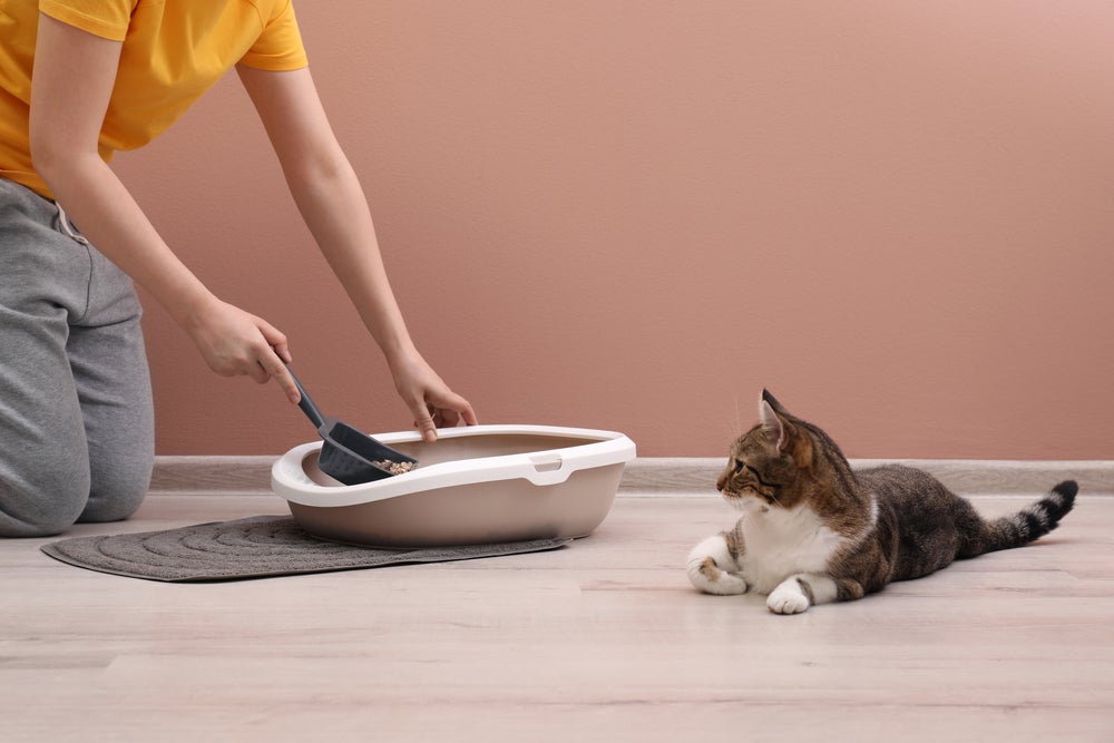 Seja gato filhote ou gato idoso, a repetição é fundamental para o aprendizado