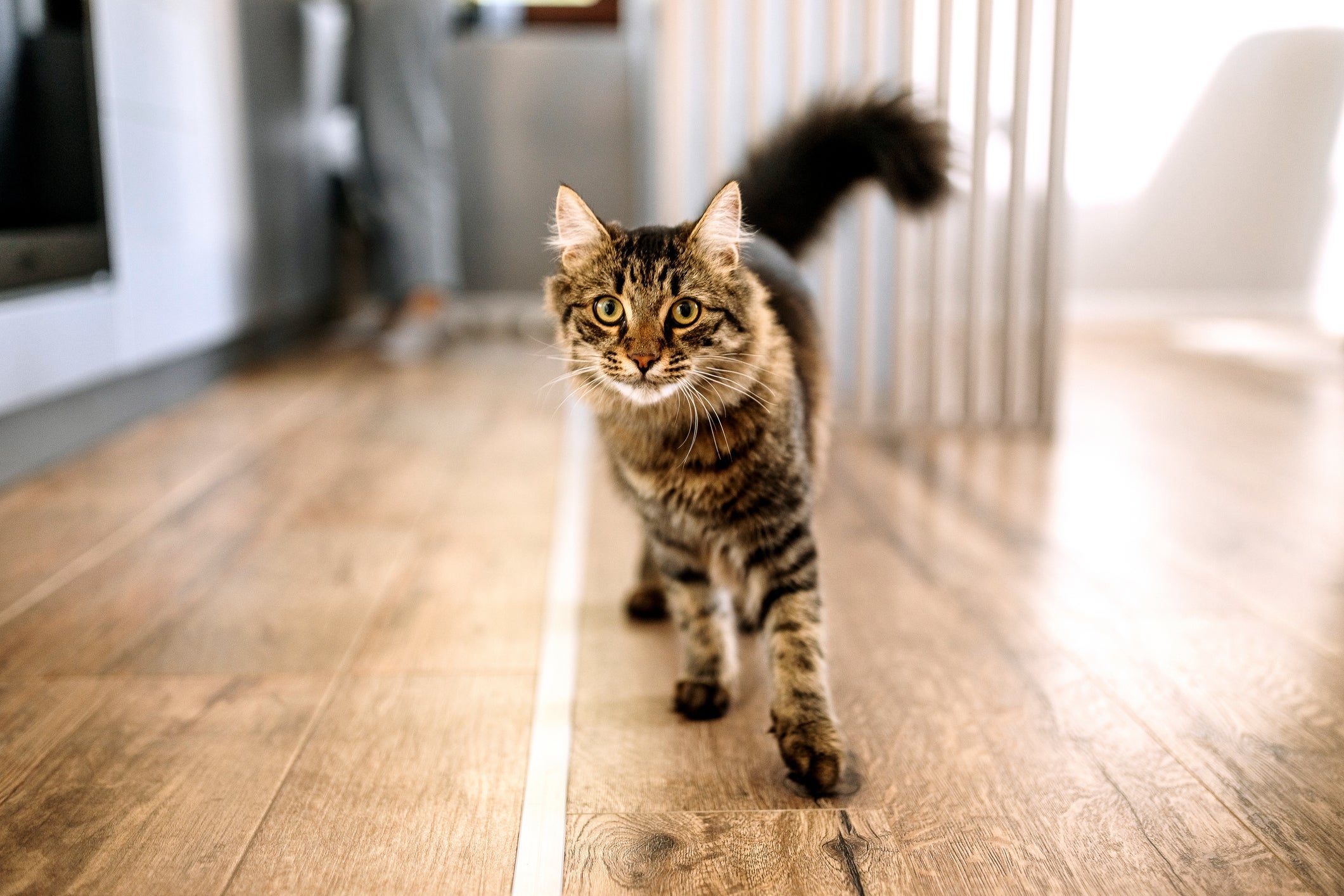 Enquanto os gatos machos são mais canhotos, as fêmeas tendem a ser destras
