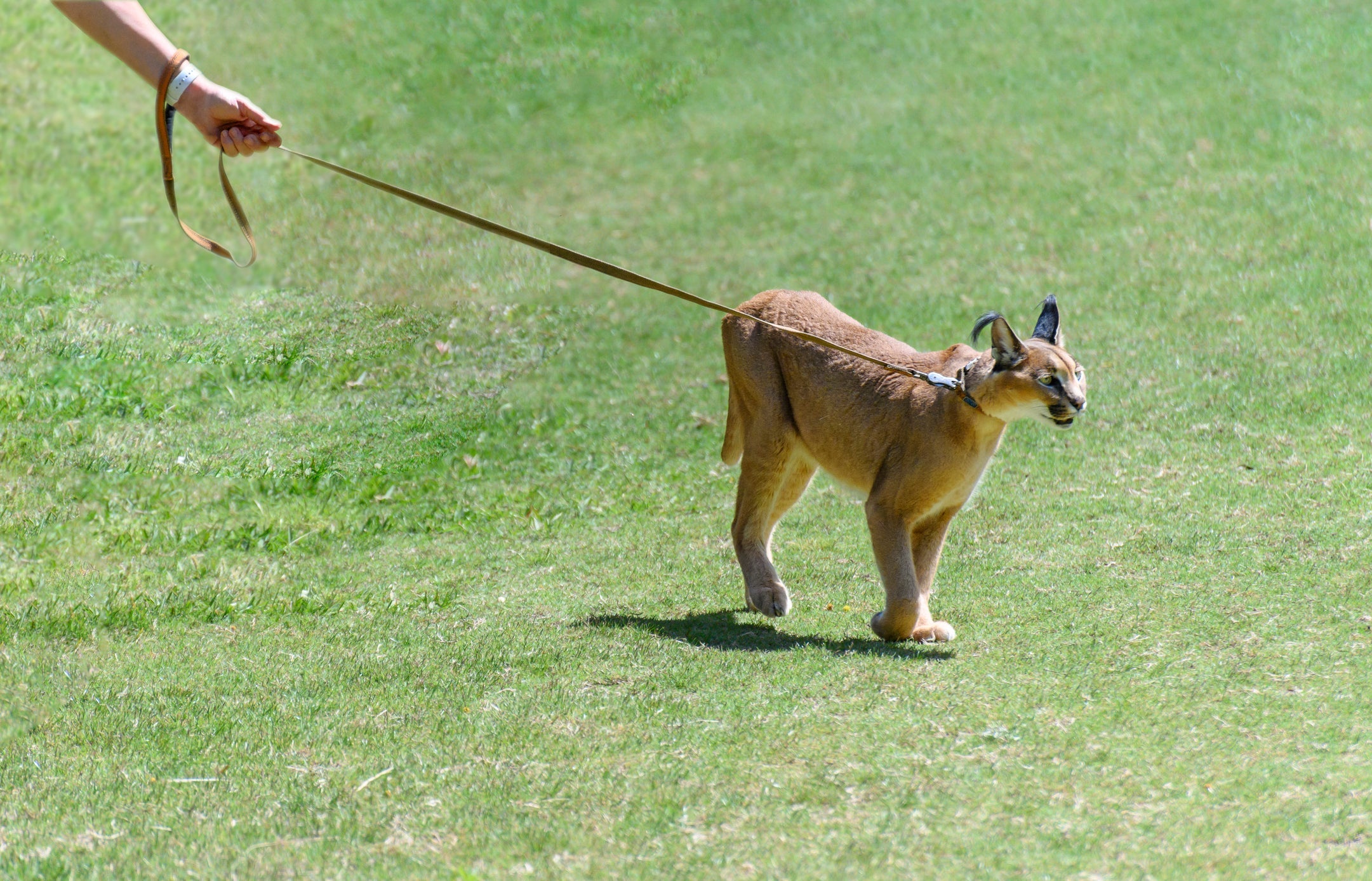 O gato Caracal é um felino exótico que adora passear