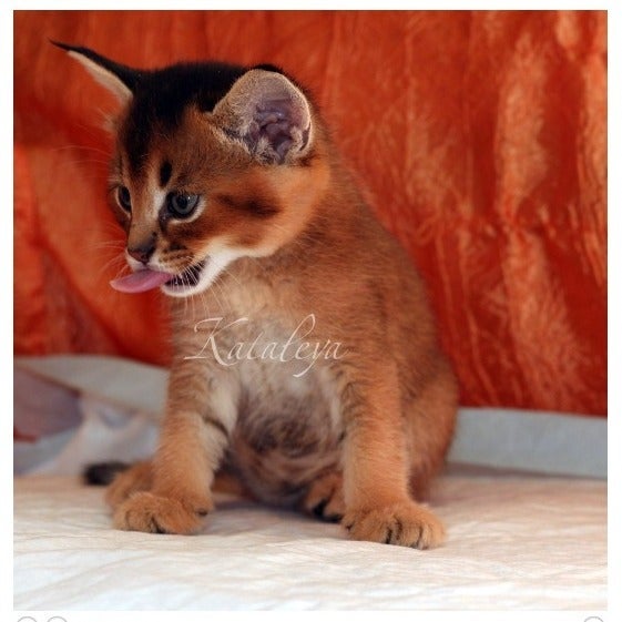 O gato Caracal doméstico filhote pode chegar a custar R$75 mil (Créditos: @kataleyacat)