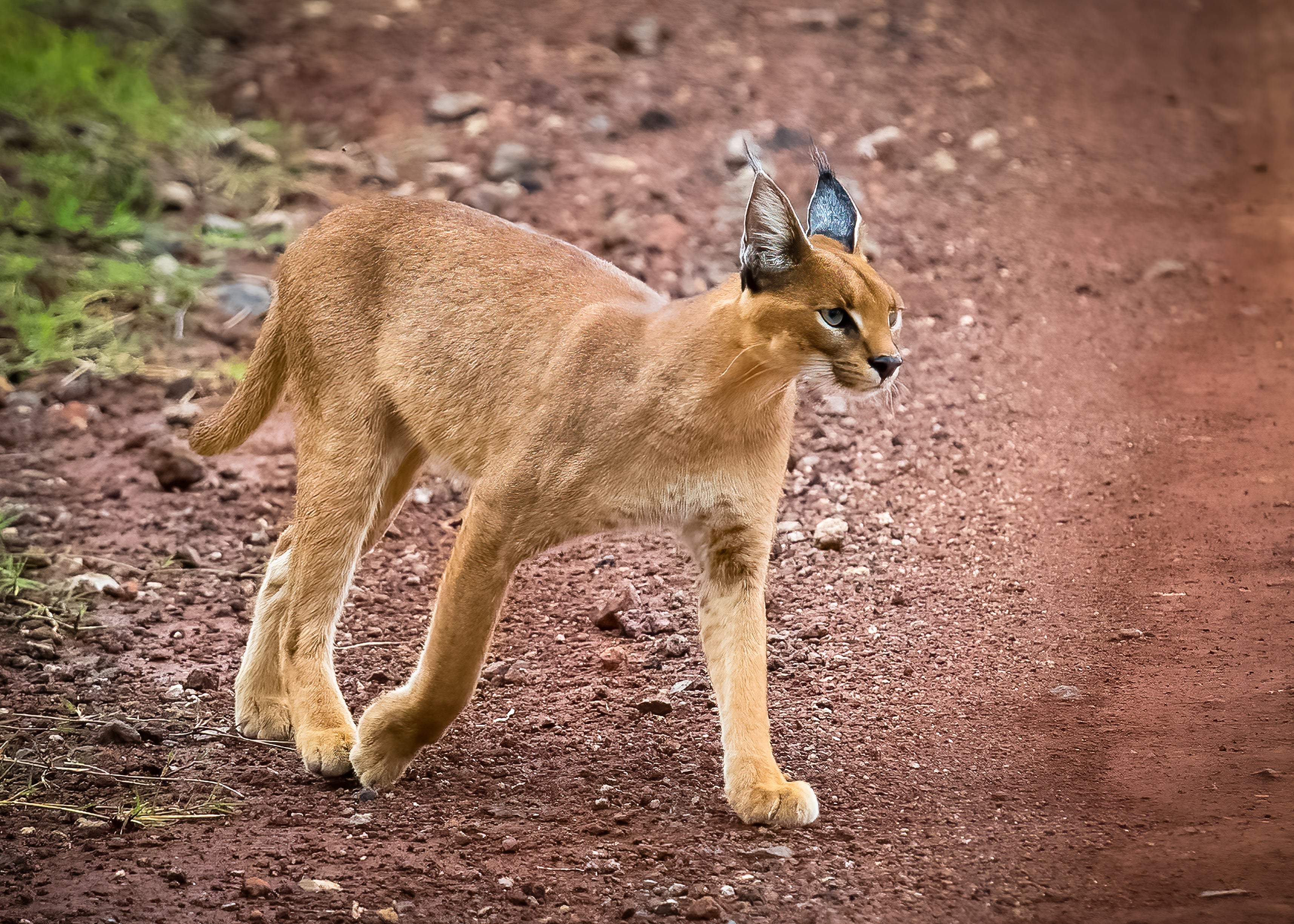 Gato Caracal andando em chão de terra