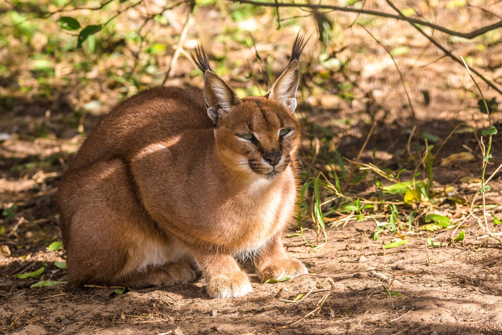 Devidamente domesticado, o Pumba Caracal ainda é um felino que precisa passear para não perder o seu lado selvagem