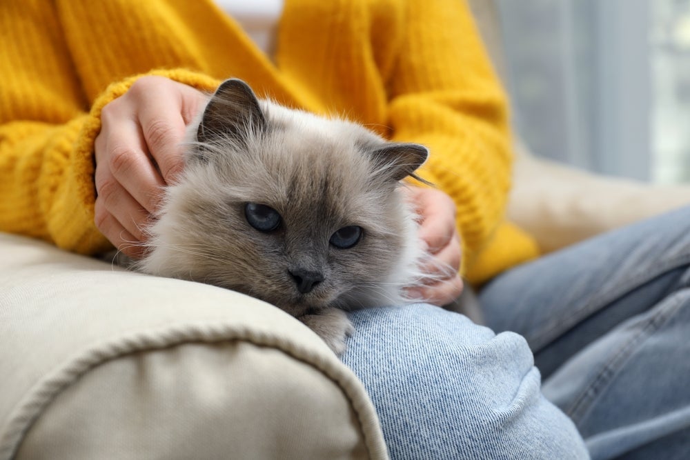 O Birmanês é um gato dengoso que só ele!