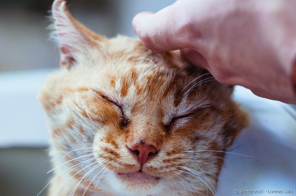 Maine Coon é uma raça de gato muito carente por natureza
