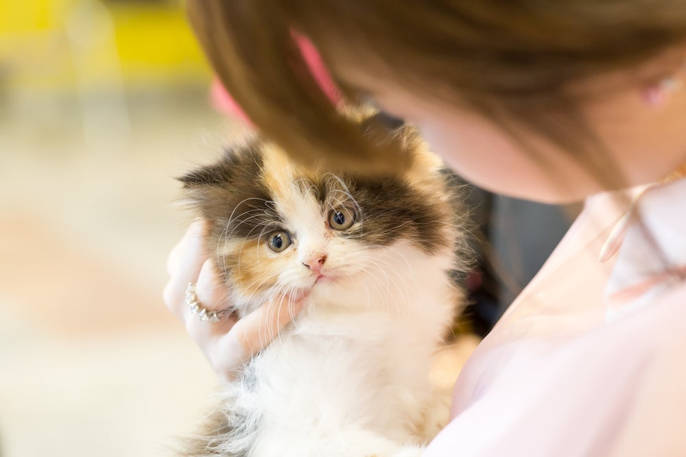 Gato carente: o Persa é um dos principais bichanos com essa característica