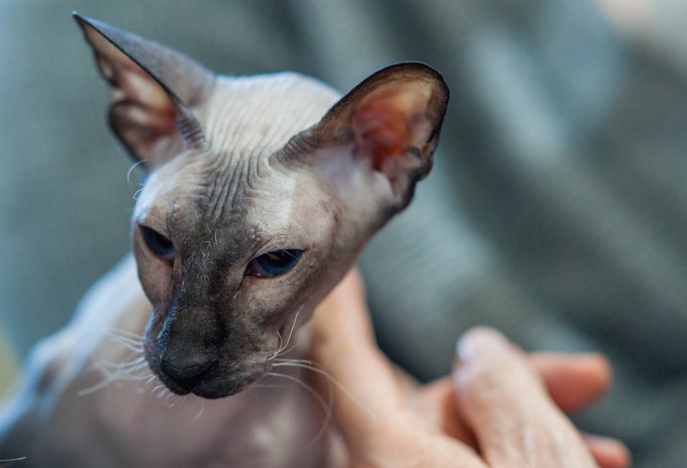 Gatinhos carentes: parece que não, mas o Peterbald é muito ligado com os humanos