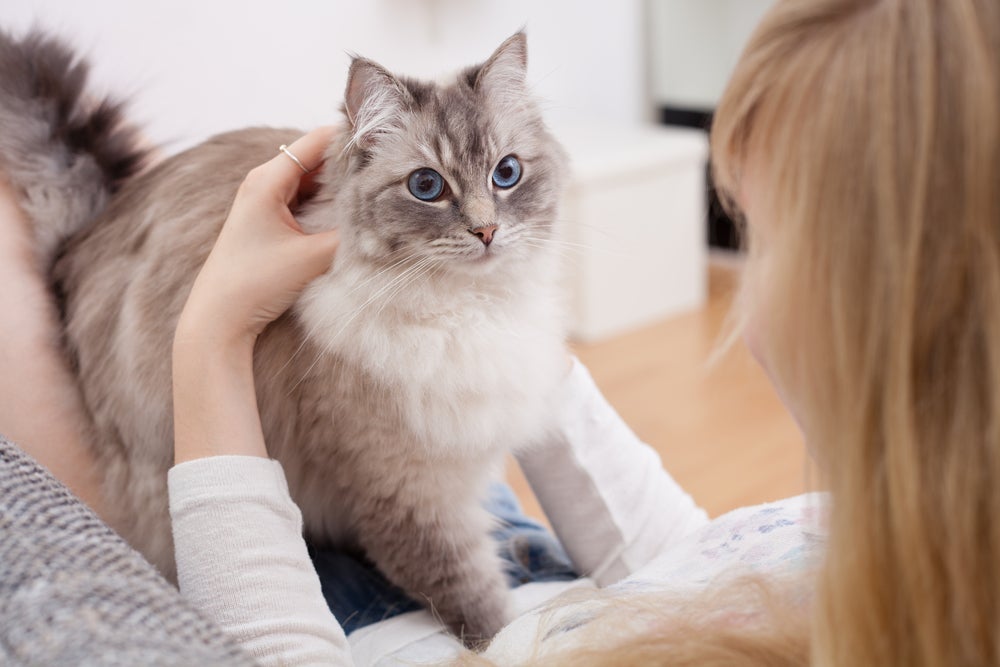 Gato muito carente? O Ragdoll é um dos grandes exemplos de raças assim!