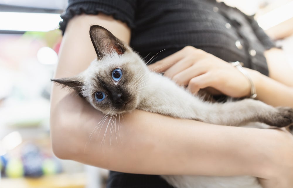 Dos gatos manhosos, o Siamês é um daqueles que ama receber carinho