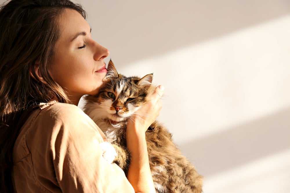 Gato pedindo carinho toda hora é uma atitude típica do Siberiano