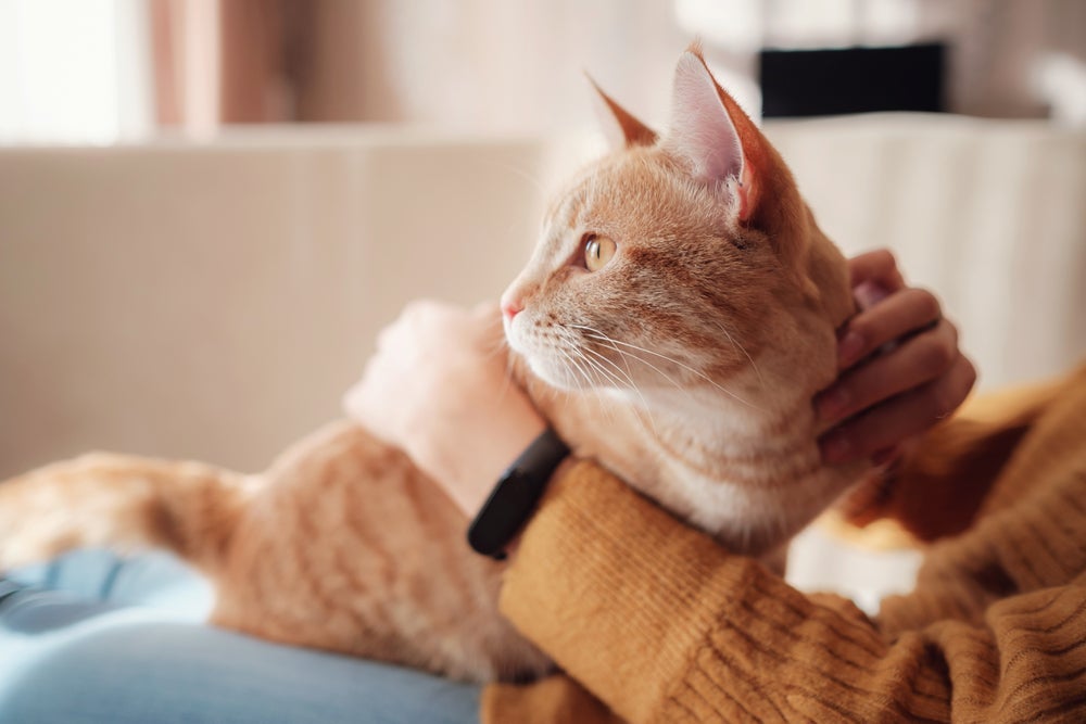Gatos manhosos também podem não pertencer a raça nenhuma e serem vira-latas